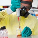 Das Ebola-Virus erfordert bei Beschäftigten im Laborbereich erhöhte Sicherheitsmaßnahmen.